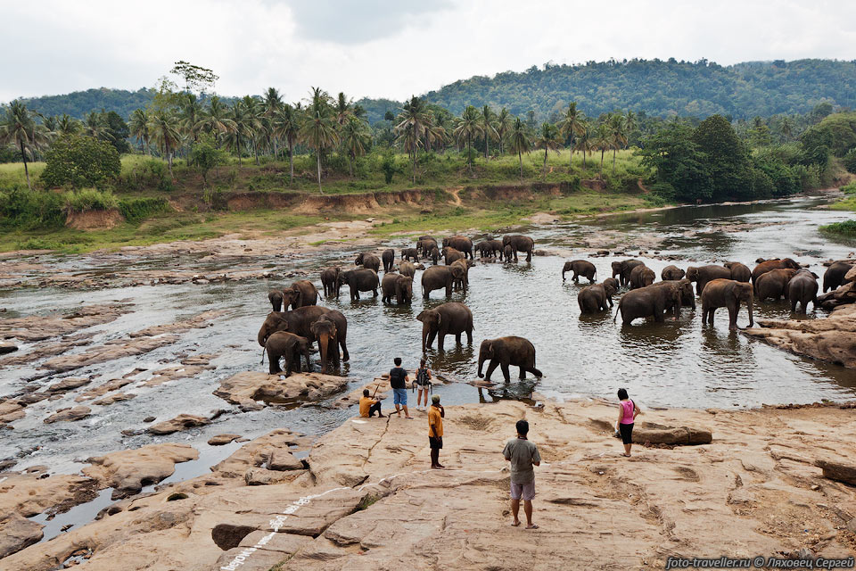 Речка Ма Оя (Ma Oya) с толпой 
слонов