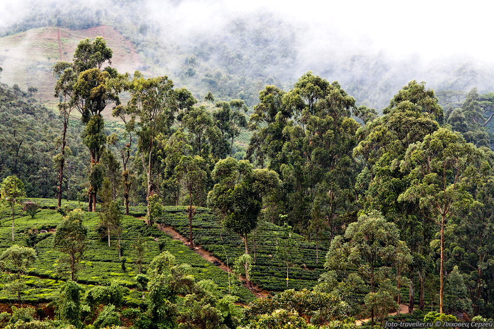 Чай является визитной карточкой Шри-Ланки (Цейлона в прошлом).
Тут производится около 10% всего чая в мире, что составляет более 305 тысяч тонн 
в год.
Сейчас Шри-Ланка занимает 3-е место в мире по производству чая, уступая Индии и 
КНР.
 