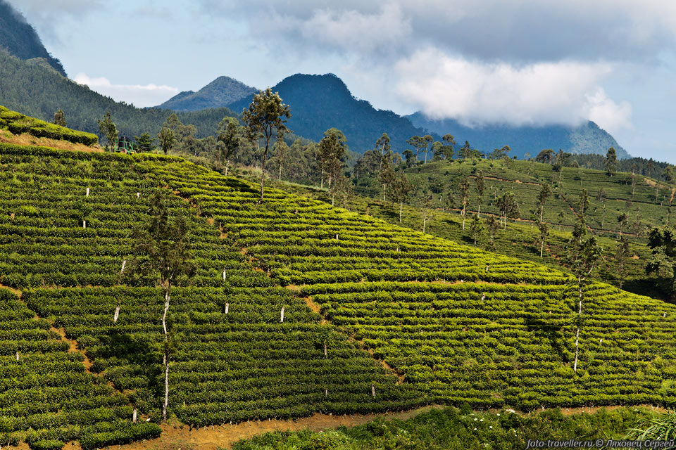 Кроме чая в экономике Шри-Ланки также развито производство натурального 
каучука, корицы, добыча драгоценных камней. 
Сельское хозяйство даёт 20% экспорта (93% в 1972 году). Главная отрасль промышленности 
- текстильная (63% экспорта).
Значительную роль в экономике страны играет туризм.