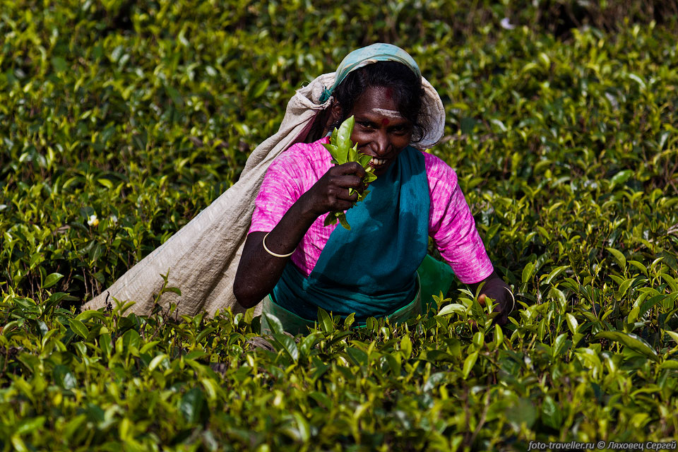 Чай на Шри-Ланке собирают вручную женщины