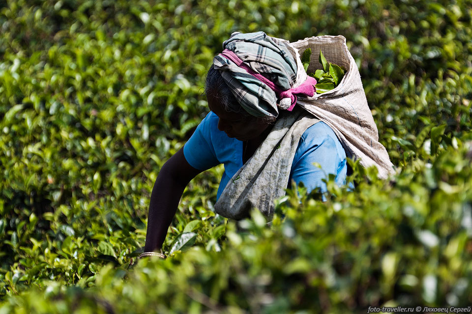 Собиратели чая на Шри-Ланке - исключительно тамильские женщины,

которых в свое время привезли из Индии англичане.
Большинство же населения Шри-Ланки составляют сингальцы.