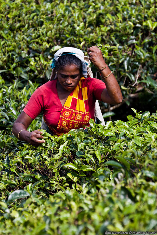 За день одна сборщица собирает 30-35 кг чая.
Кусту чая не дают вырасти большим, чтоб было удобно собирать листья.
Сбор новых листиков происходит каждые 7-8 дней.