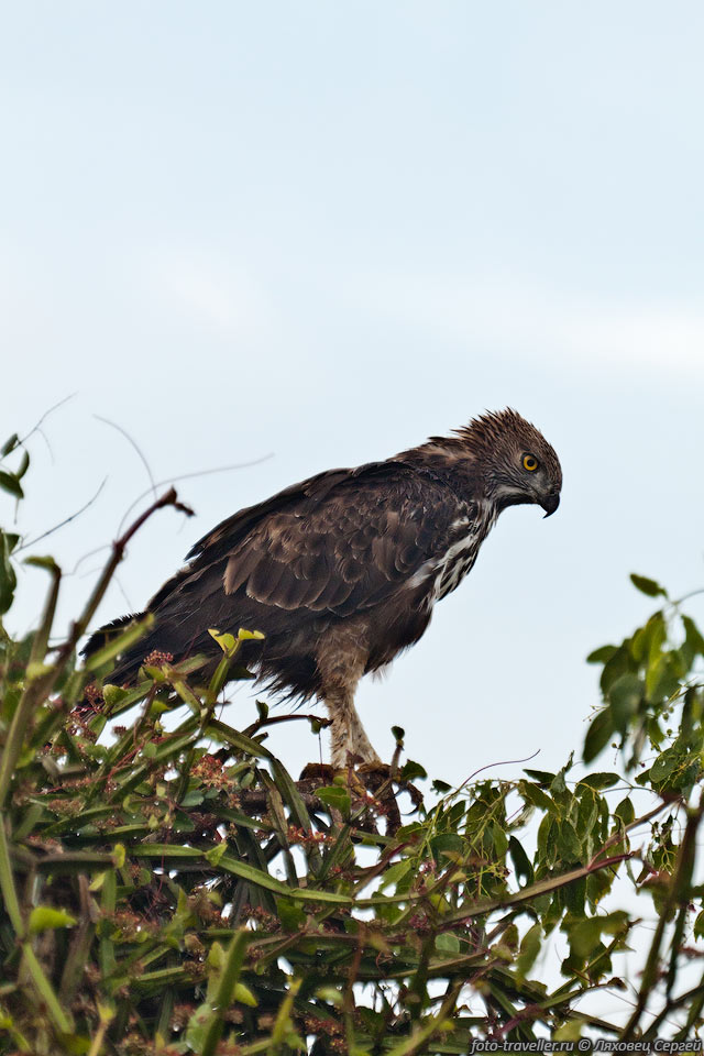 Изменчивый хохлатый орел предпочитает охотиться на опушках, парит 
редко, обычно высматривает добычу с дерева.
В рационе присутствуют крупные птицы, лягушки, ящерицы, мелкие млекопитающие.