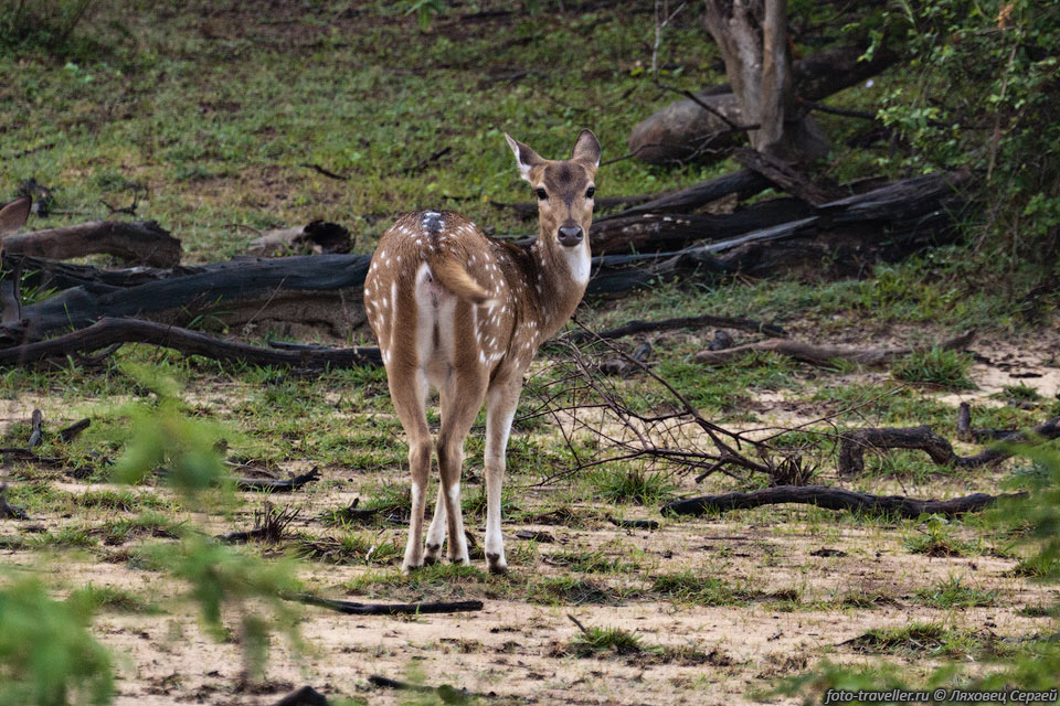 Аксис цейлонский, или Цейлонский пятнистый олень (Axis
axis ceylonensis, Sri Lanka spotted deer, Tik-muwa, Pulli-mann).
Распространён только на Шри-Ланке.
Обитают в сухих лесах, низменностях, саваннах и кустарниках.