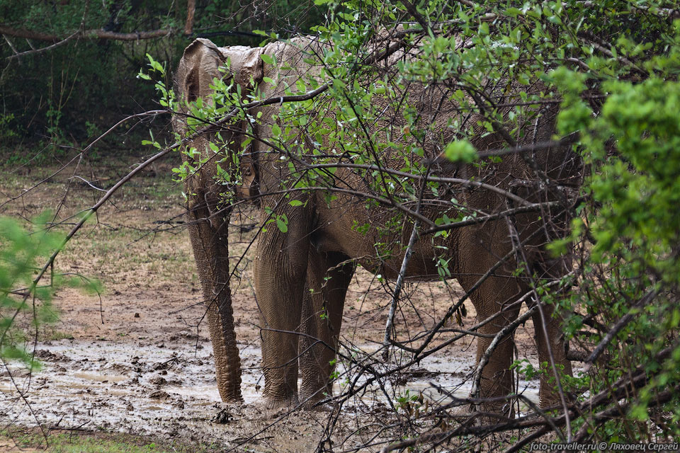 Дикий индийский слон купается в грязи