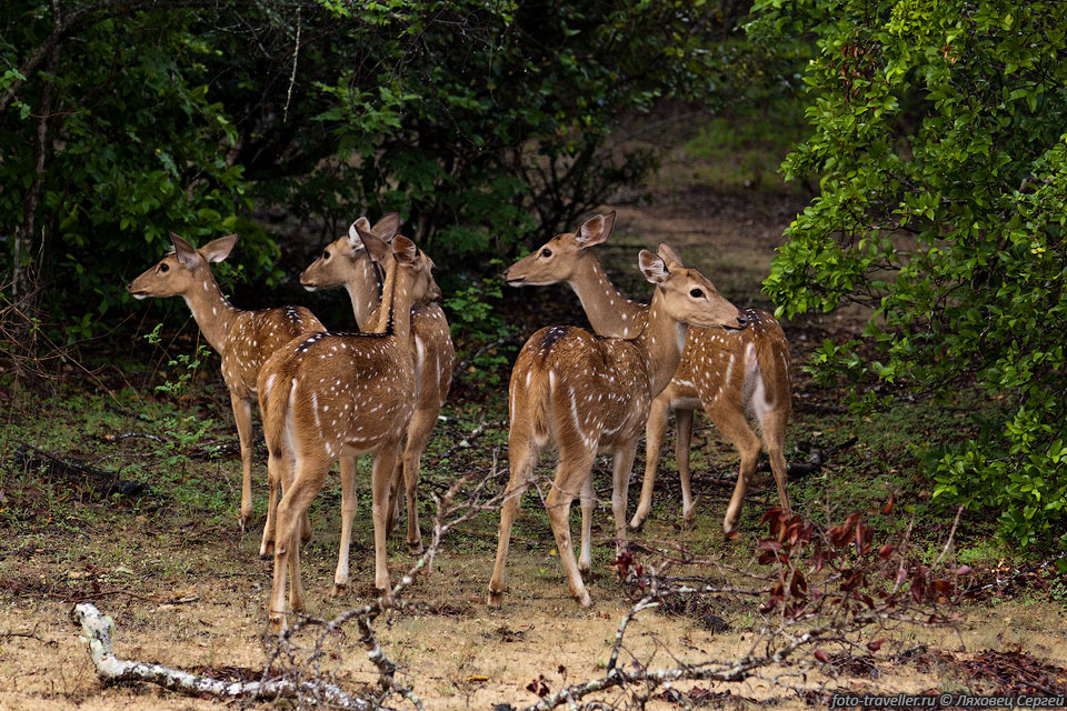 Набор животных и птиц в парке Яла несколько схож с набором 
животных в парках Индии