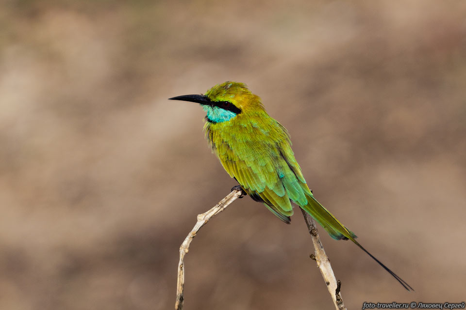 Восточная щурка (Merops orientalis ceylonicus, Green Bee-eater).
Разных птичек тут много.