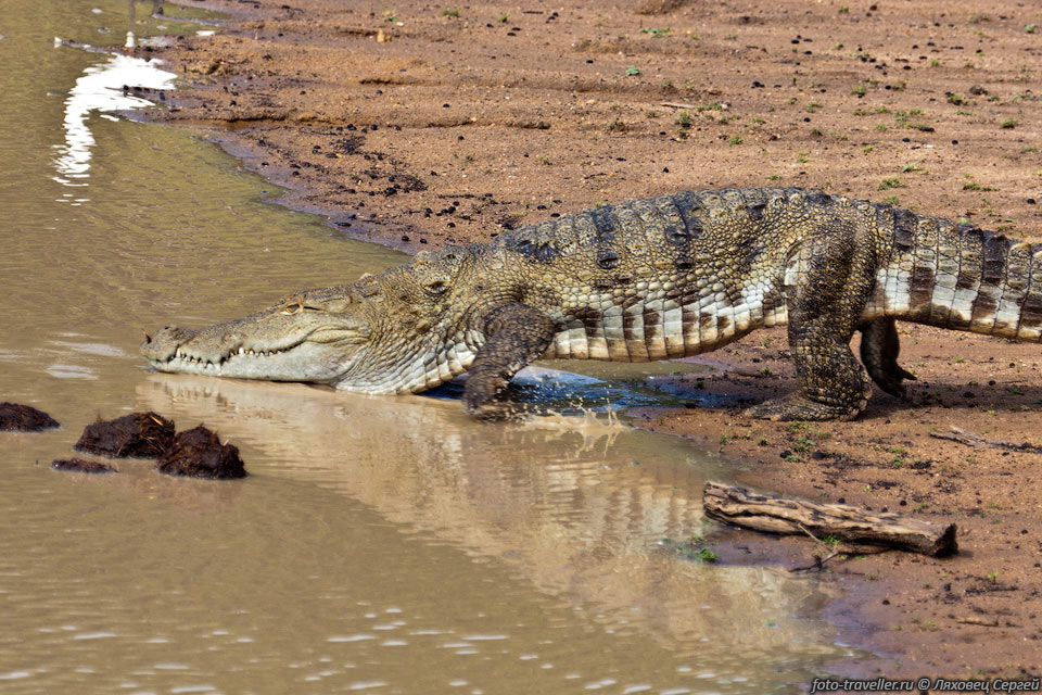 Болотный (индийский) крокодил (Crocodylus palustris, Swamp crocodile, 
Hale-kimbula, Ala-kimbula, Kulanthi-muthele) обитает в Индостане и прилегающих странах.