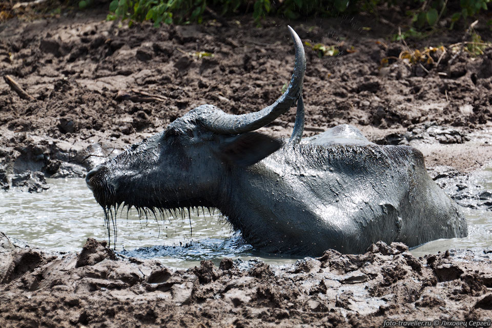 Азиатский буйвол (Bubalus bubalis, Water buffalo, Wal mee-harrak, 
Kadu-madu) - один из самых крупных быков.
Дикие азиатские буйволы обитают в районе Индостана.
Взрослые особи достигают длины более 3 метров. Высота в плечах доходит до 2 м, а 
вес может достигать 1000-1200 кг. Длинна рогов доходит до 2 м.