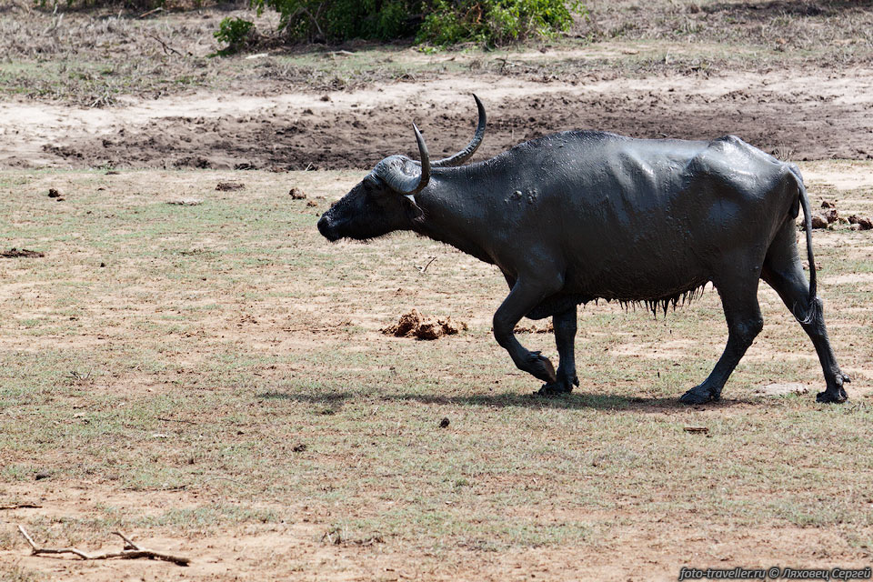 Индийский буйвол одомашнен с глубокой древности.
