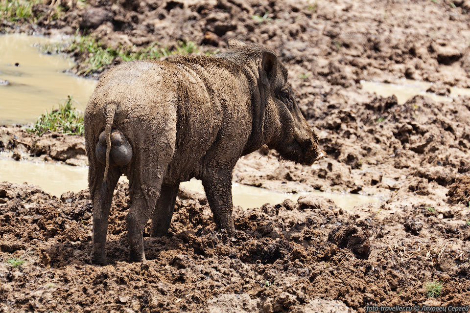 Кабан дикий индийский, свинья индо-малоазиатская  (Sus scrofa 
cristatus, Wild boar, Wild pig, Wal-ura, Kadu-pandi)