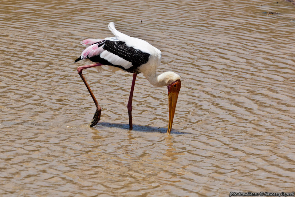 Индийский Клювач, Расписной клювач (Mycteria leucocephala, Painted 
stork) - вид аистов рода клювачей