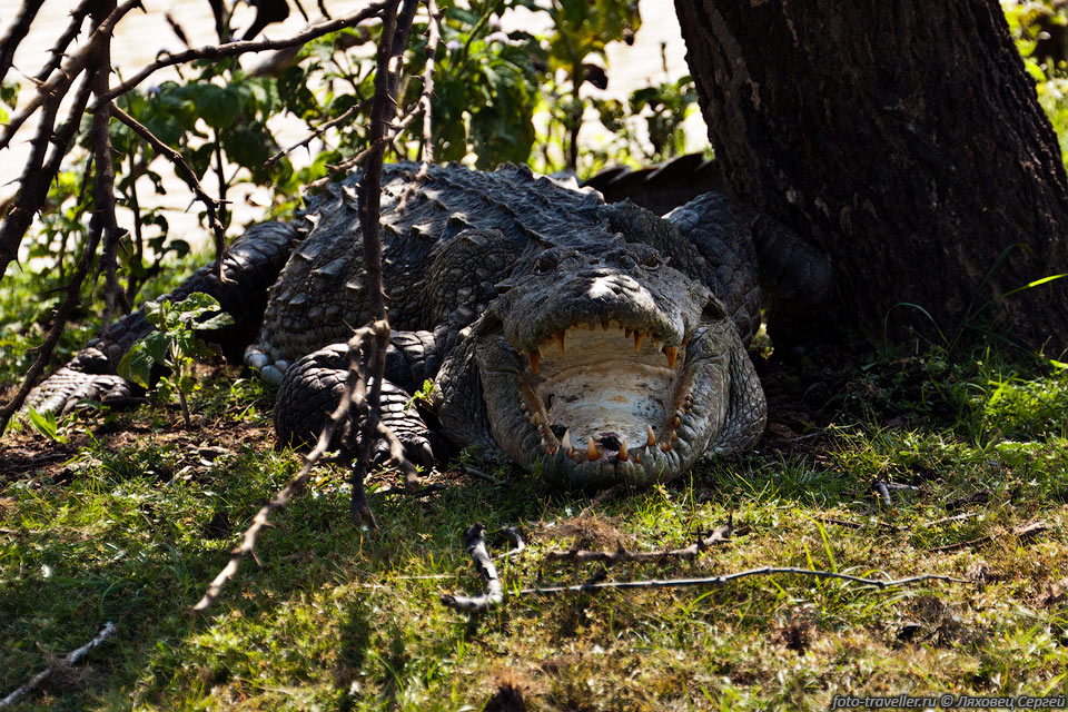 Крокодил в тени открывает рот, чтоб лучше охлаждаться