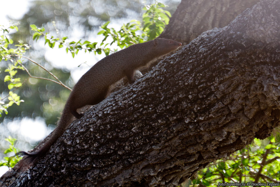 Цейлонский мангуст предпочитает густой лес, в отличии от других 
мангустов, которые живут на открытых участках.
Ест грызунов, насекомых и змей.