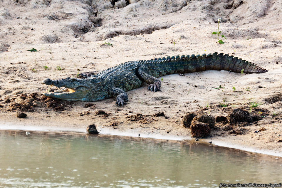 Симпатичный крокодил