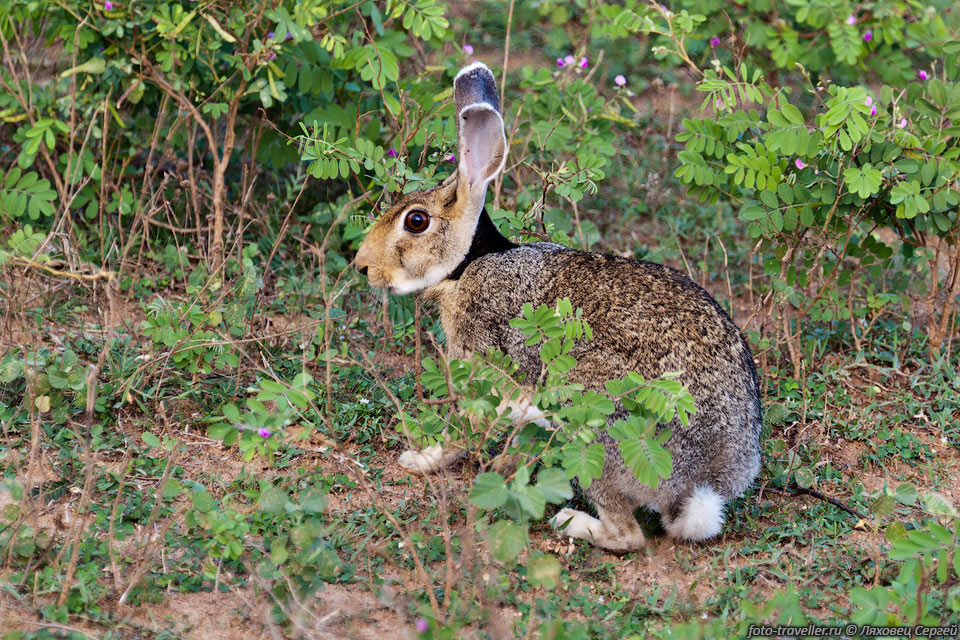 Черношеий цейлонский заяц (Lepus nigricollis singhala, Sri Lanka 
black-naped hare, Rabbit, Hawa, Mussal).
Более мелкий подвид индийского черношеего зайца.
С виду очень симпатичный.