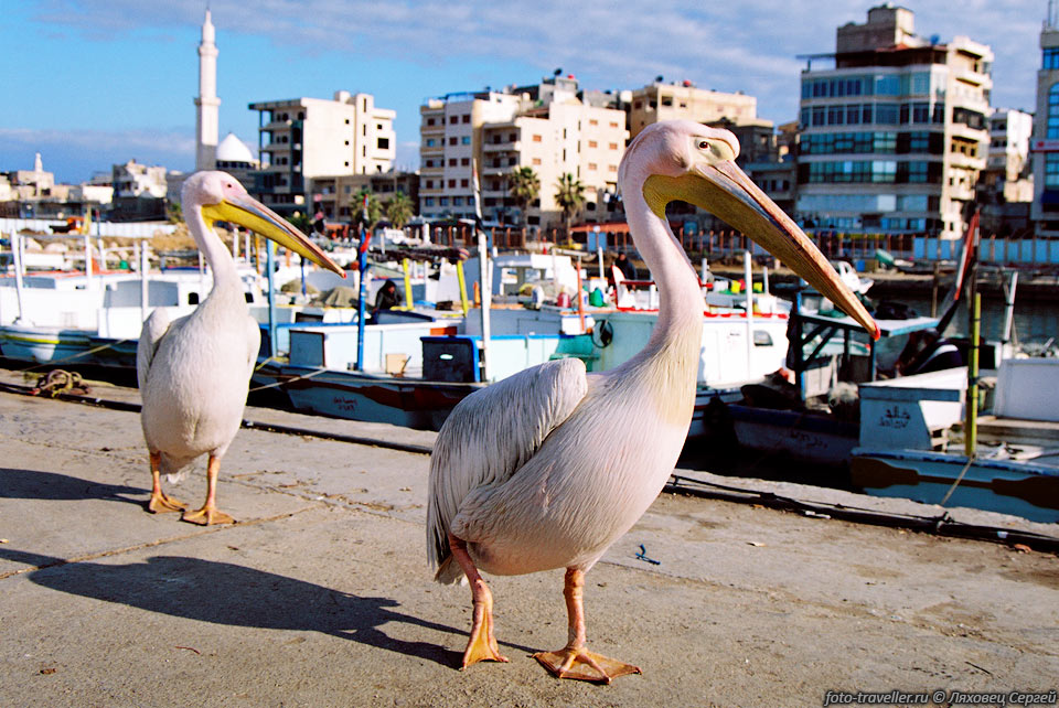 Пристань города Тартус (Tartus). 
Что тут делают два наглых пеликана мы так и не поняли!?