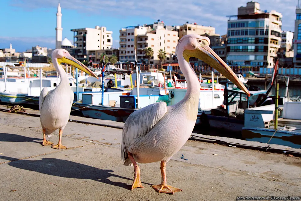 Пристань города Тартус (Tartus).
Что тут делают два наглых пеликана мы так и не поняли!?