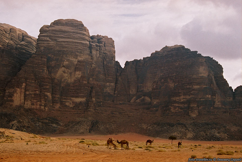 Причудливые слоистые скалы из песчаника, 
обширные долины, покрытые то желтым, то розовым песком, 
редкие деревца и кустарники, пасущиеся верблюды.
