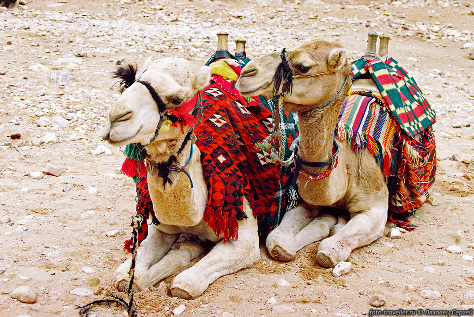 Петра до сих пор составляет часть владений бедуинов.
Их навязчивый сервис и толпы туристов сильно мешают обозреванию местных достопримечательностей.