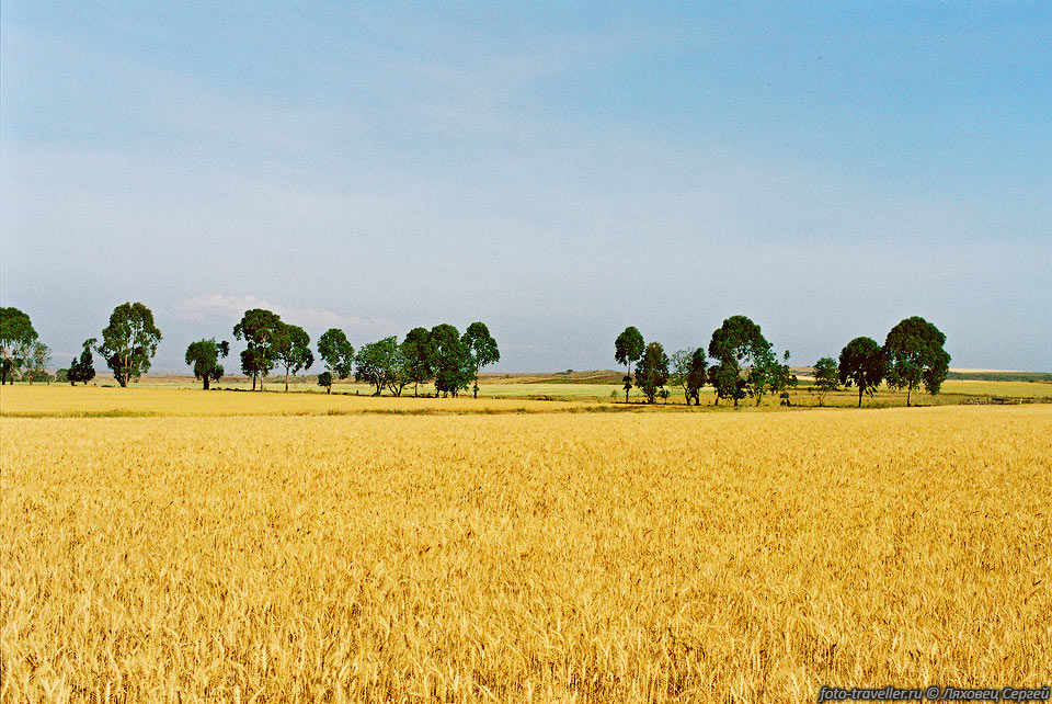 Поля пшеницы, 
расположенные у западного подножья вулкана Килиманджаро.