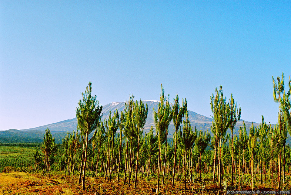 Пик Ухуро (5895 м) является высшей точкой вулкана Кибо и горы 
Килиманджаро.