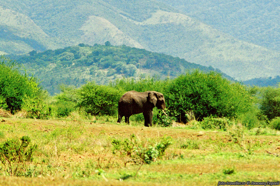 Недалеко от национального парка Маньяра, вдоль трассы прогуливаются 
слоны.