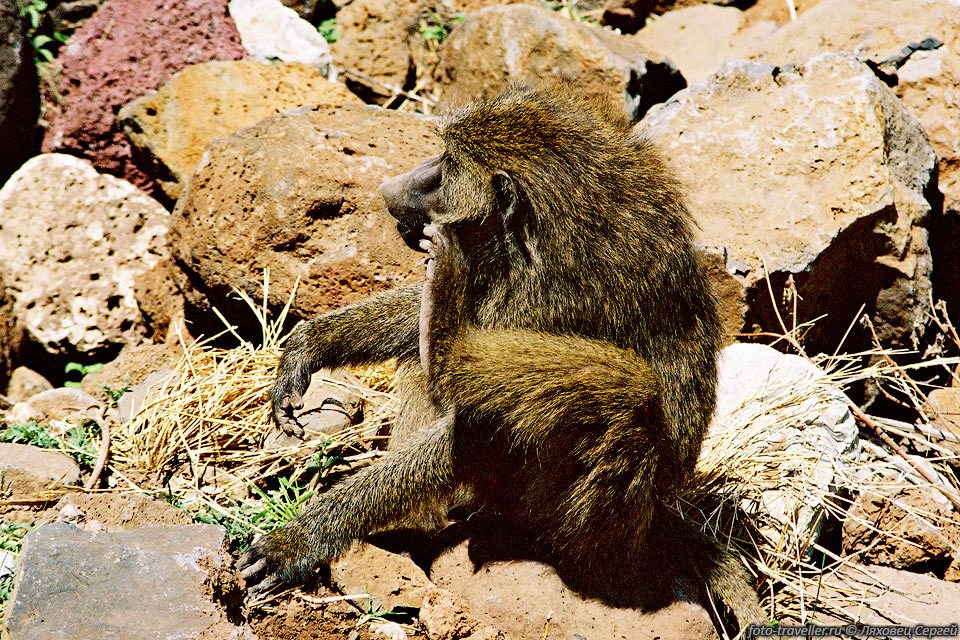 БАБУИН (baboon, Papio cynocephalus).