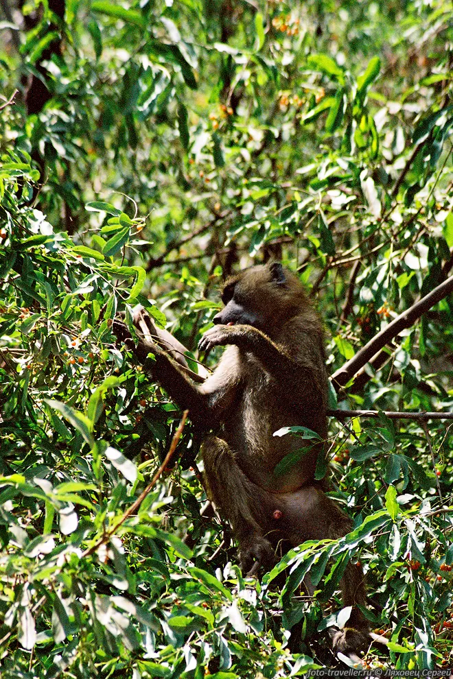 ГОЛУБАЯ МАРТЫШКА (Blue (Samango) monkey, Cercopithecus mitis).