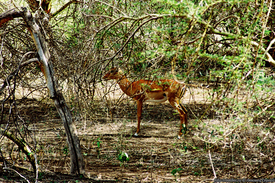 ИМПАЛА (Impala, Aepyceros melampus).