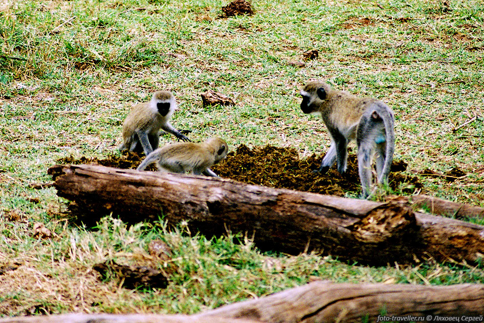 ЗЕЛЕНАЯ МАРТЫШКА (Vervet monkey, Cercopithecus aethiops).