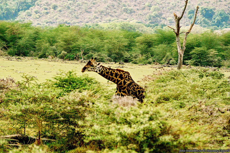 ЖИРАФ (Giraffe, Giraffa camelopardalis).