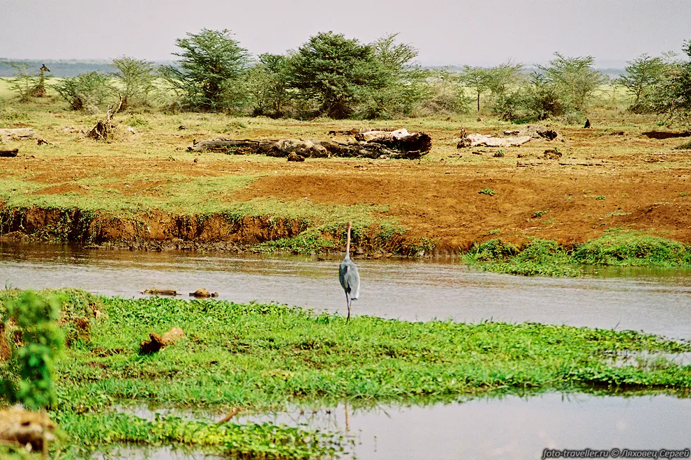 Цапля-голиаф (Goliath Heron, Ardea goliath).