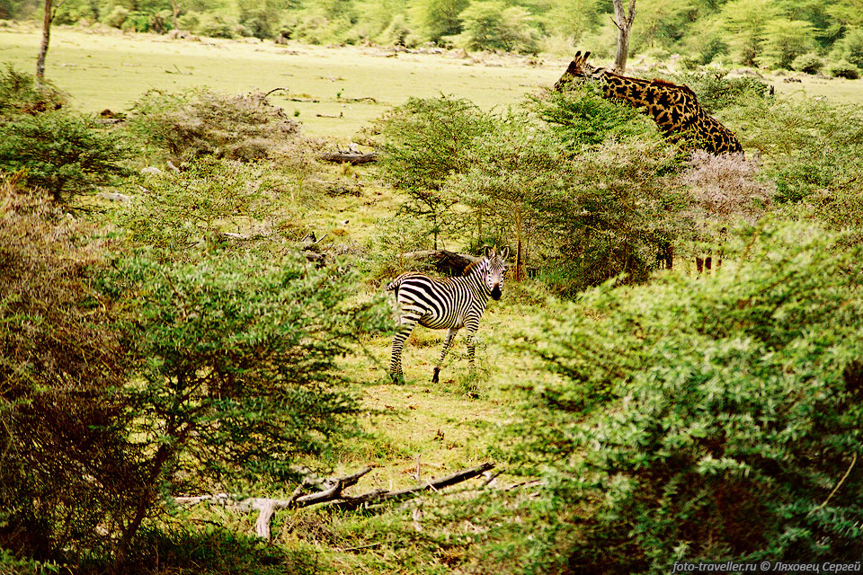 ЗЕБРА БУРЧЕЛЛОВА (Zebra, Burchell's zebra).