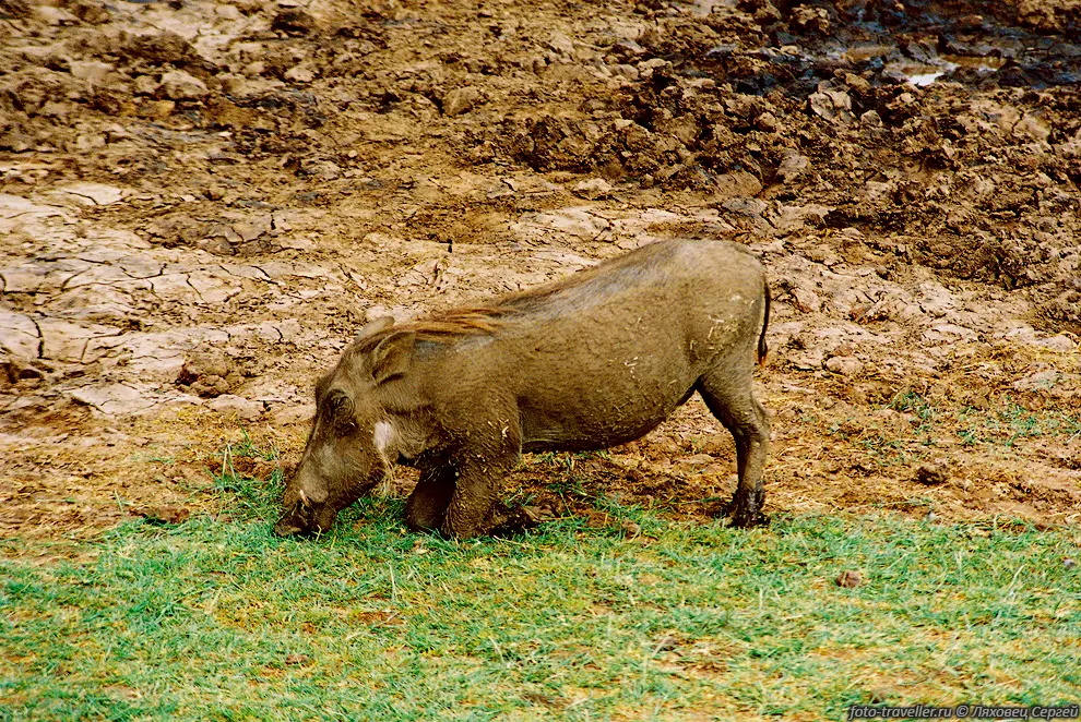 БОРОДАВОЧНИК - Дикий кабан (Warthog, Phacochoerus aethiopicus).