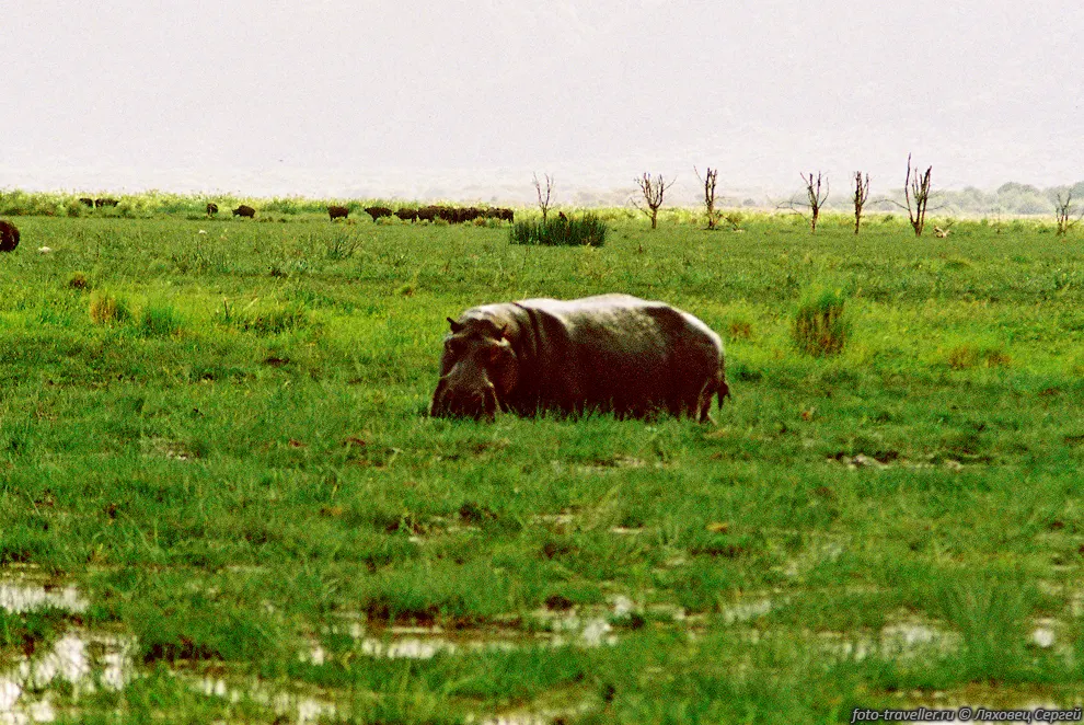 БЕГЕМОТ или гиппопотам (Hippopotamus, Hippopotamus amphibius).