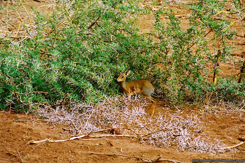 Маленькая антилопа (Kirk's Dik-Dik, Madoqua kirkii).