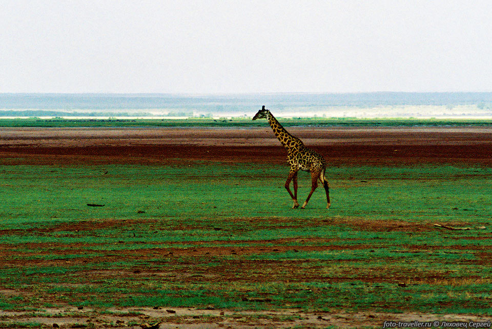 Шагающий жираф.