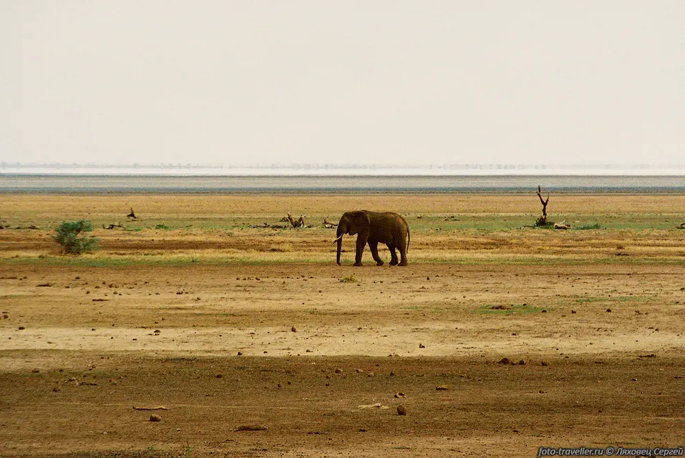 СЛОН АФРИКАНСКИЙ (African elefant, Loxodonta africana).