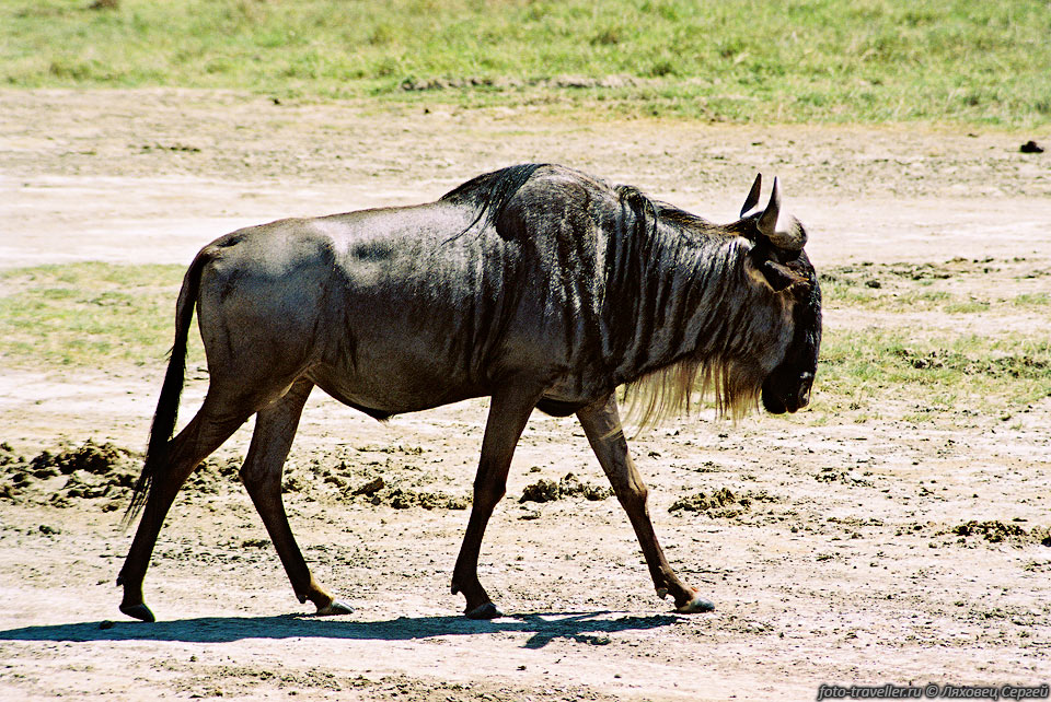 ГНУ ГОЛУБОЙ (Blue Wildebeest, Connochaetes taurinus).
