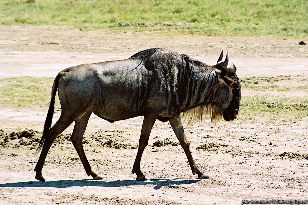 ГНУ ГОЛУБОЙ (Blue Wildebeest, Connochaetes taurinus).
