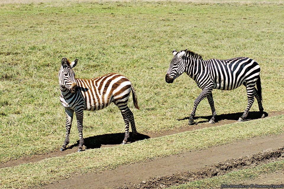 Избыточные взрослые самцы зебр образуют отдельные табуны холостяков 
или держатся поодиночке.