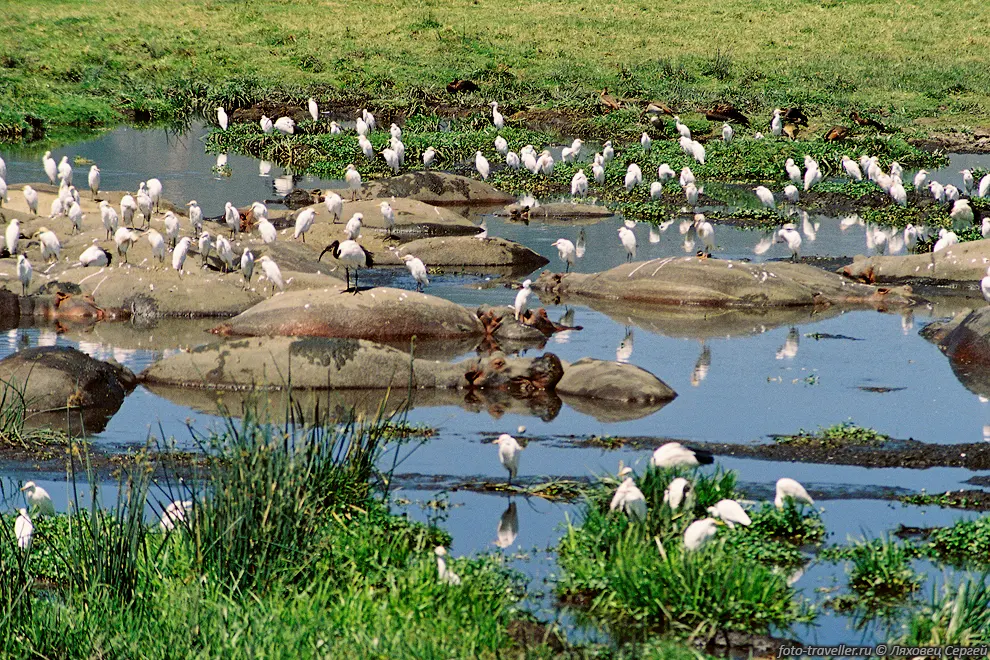 ИБИС СВЯЩЕННЫЙ (Sacred ibis, Threskiornis aethiopicus) - черно-белая
птичка.