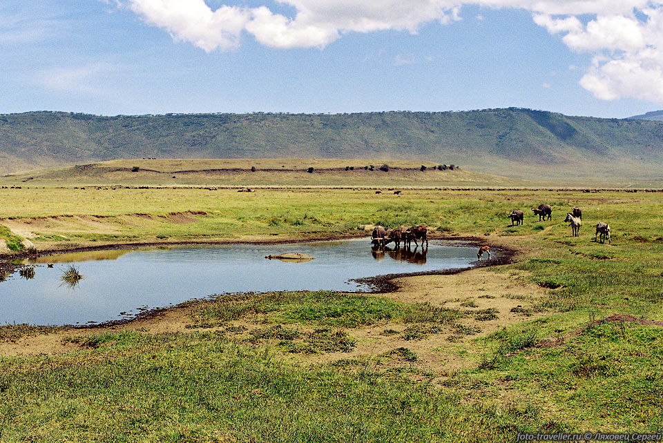 Живописный и разнообразный ландшафт, в котором крутые обрывы стенок 
кратера Нгоронгоро
 соседствуют с просторными долинами, покрытыми травой и кустарником.