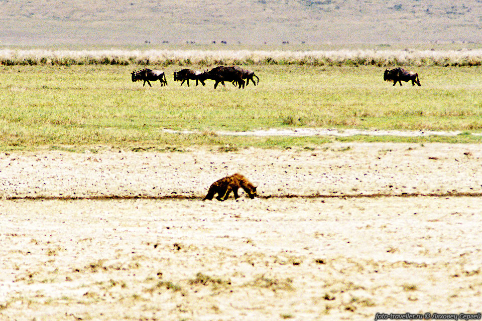 ГИЕНА ПЯТНИСТАЯ (Spotted hyena, Crocuta crocuta).