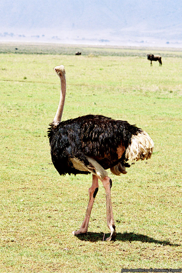 СТРАУС (Ostrich, Struthio camelus).