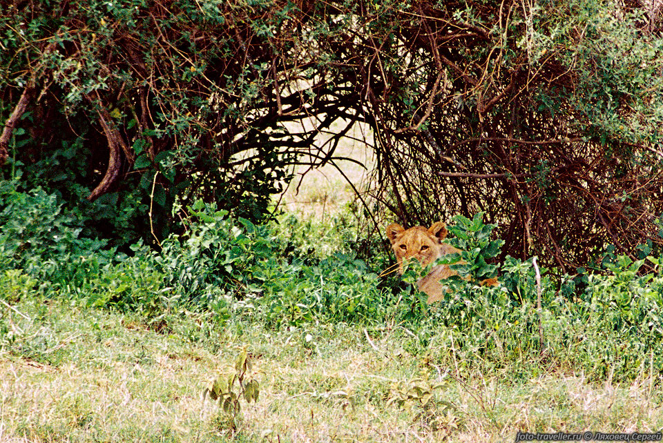 ЛЕВ (Lion, Panthera leo).