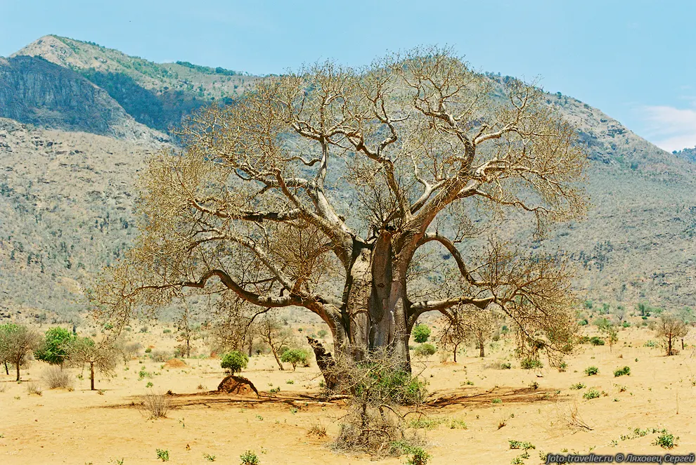 БАОБАБ АФРИКАНСКИЙ (Adansonia digitata).