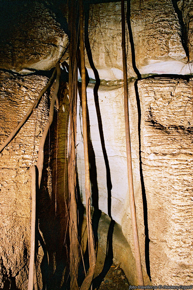 Пещера имеет весьма необычный вид из-за корней и лиан