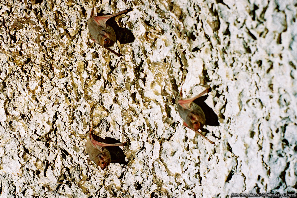 В пещере Амбони имеется большая колония летучих мышей, количеством 
приблизительно тысяча особей.
 Мыши гиперактивны, при приближении к ним незамедлительно взлетают в воздух 
и начинают бешено летать вокруг.